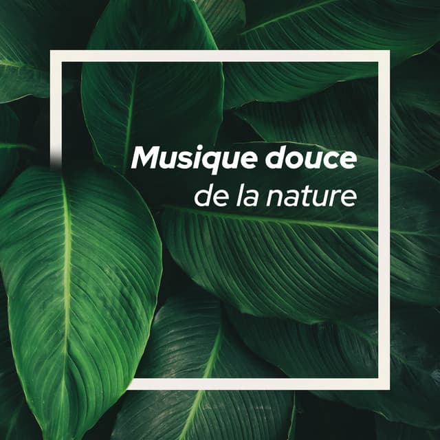 Musique douce de la Environment cover